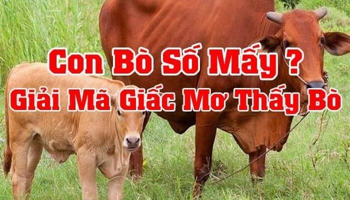 Các điềm báo về giấc mơ thấy con bò