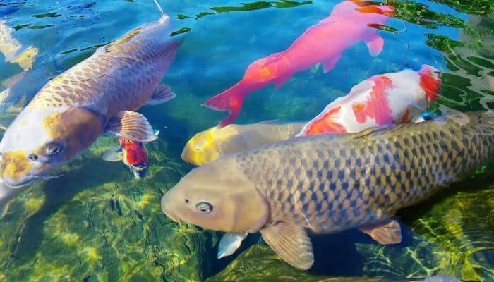 Chiêm bao thấy đàn cá nói chung