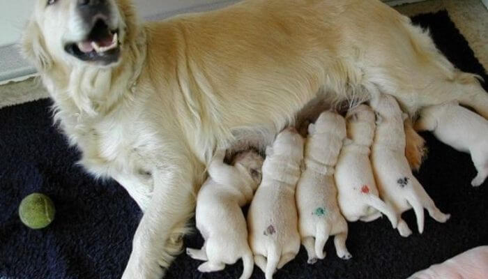 Mơ chó nhà mình đẻ ở nhà người lạ