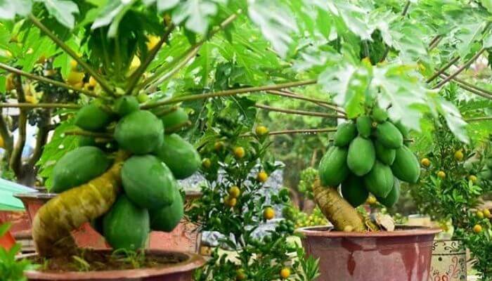 Mơ trồng cây đu đủ