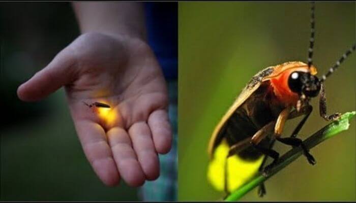 Mộng thấy bắt được đom đóm