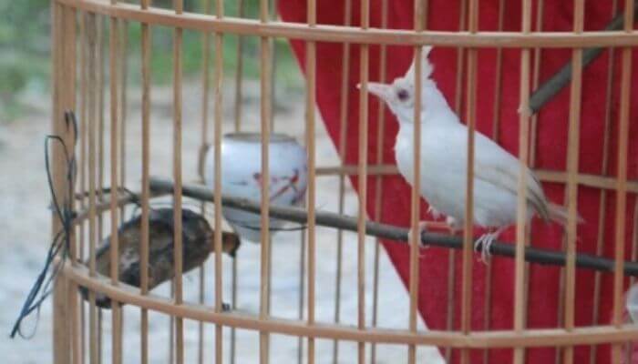Nằm mơ thấy bắt được chim có lông màu trắng
