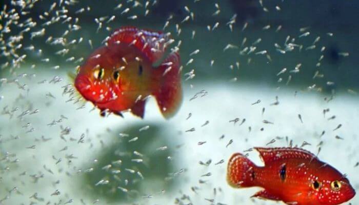 Nằm mơ thấy cá đẻ trứng và mình vô tình câu được