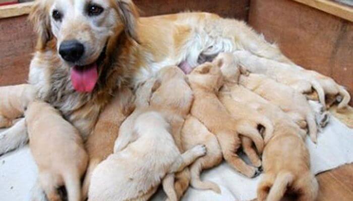 Nằm mơ thấy chó đẻ con cái ít hơn con đực