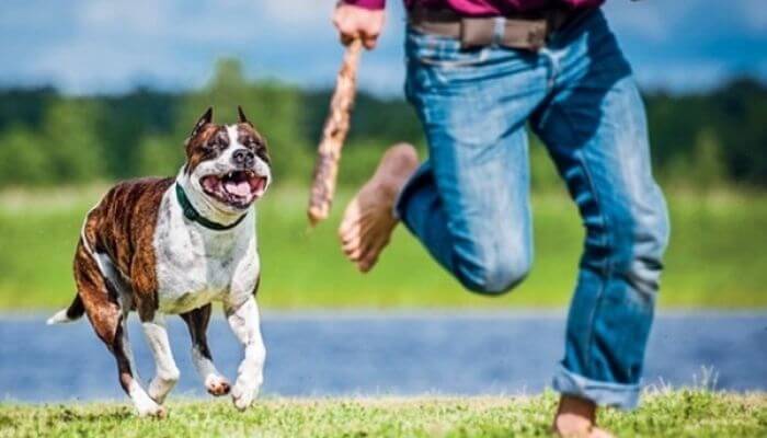 Nằm mơ thấy chó đuổi và mình bỏ chạy