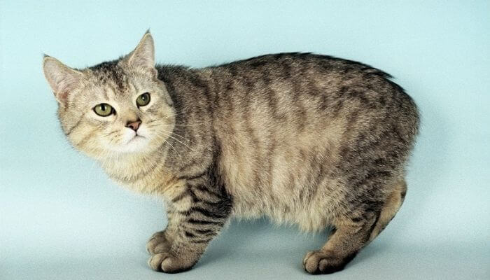 Nằm ngủ mơ về mèo con cụt đuôi