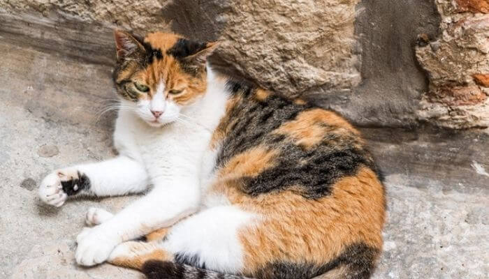 Ngủ mơ mèo tam thể bị mù
