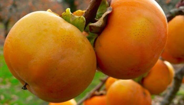Chiêm bao cây hồng ra nhiều quả