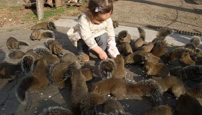 Mộng thấy cả một đàn sóc