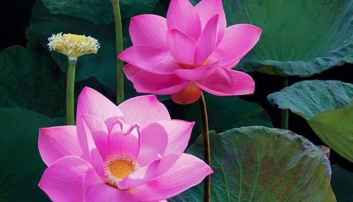 Mộng thấy đầm sen