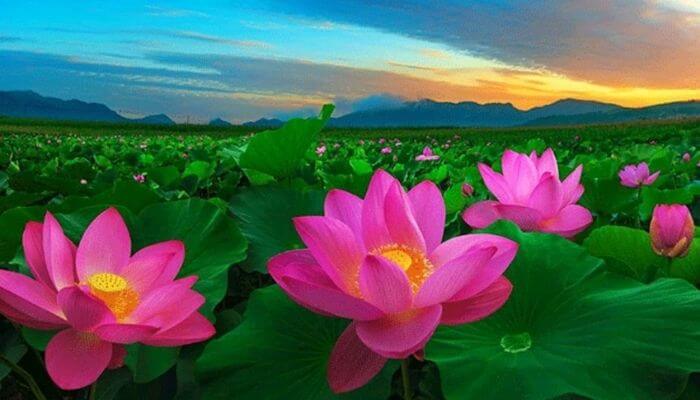Nằm mơ thấy hoa sen màu hồng