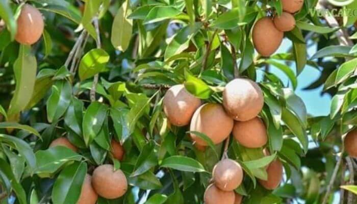 Nằm mơ thấy quả hồng xiêm xanh