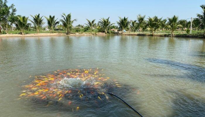 Nằm mơ thấy trong ao hồ xuất hiện nhiều cá