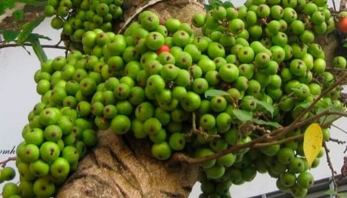 Chiêm bao thấy hái trái cây màu xanh