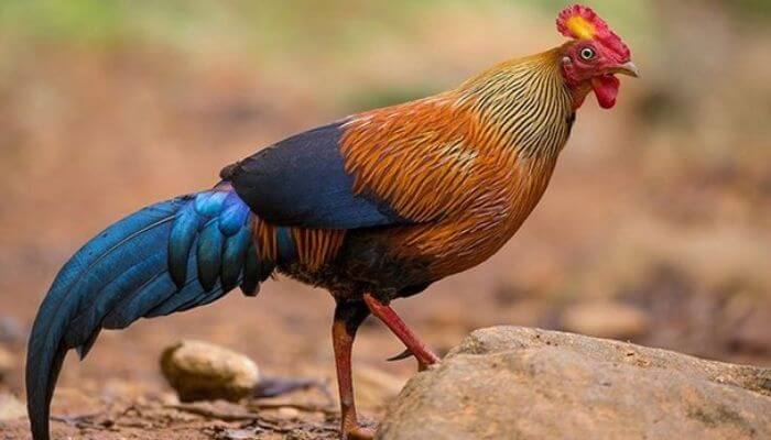 Nằm mộng thấy bắt được gà rừng