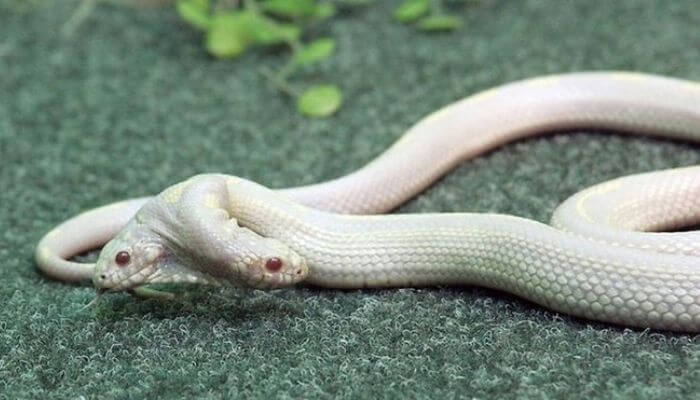 Ngủ mơ thấy bắt được rắn hai đầu