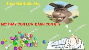 nam-mo-thay-con-lua-lo-de-danh-con-nao-chuan