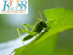 nằm mơ thấy châu chấu đánh con gì