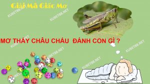 y-nghia-giac-mo-thay-chau-chau-va-con-so-lo-de-chuan