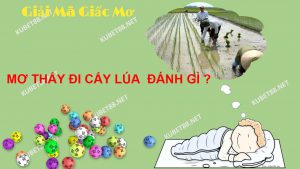 nam-mo-thay-di-cay-lua-diem-bao-gi-danh-con-gi