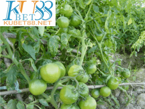 nằm mơ thấy cà chua đánh con gì