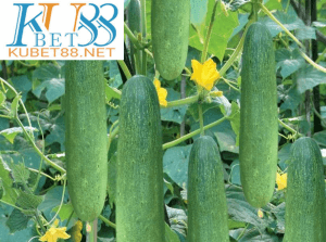 nằm mơ thấy dưa chuột đánh con gì