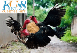 nằm mơ thấy gà đánh nhau đánh con gì
