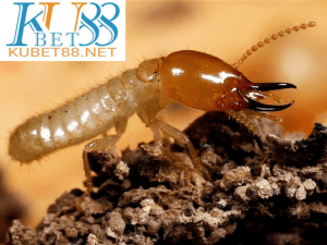 nằm mơ thấy mối đánh con gì