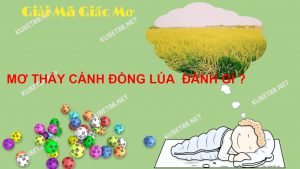 mo-thay-canh-dong-lua-danh-gi