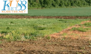 nằm mơ thấy mua đất đánh con gì