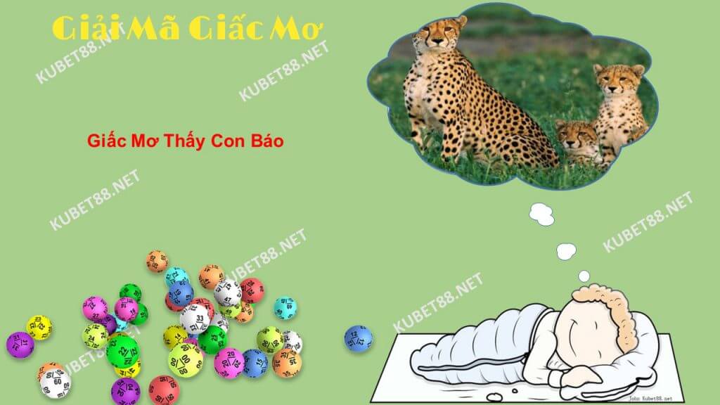 giac mo con bao