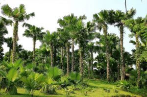 cay-co