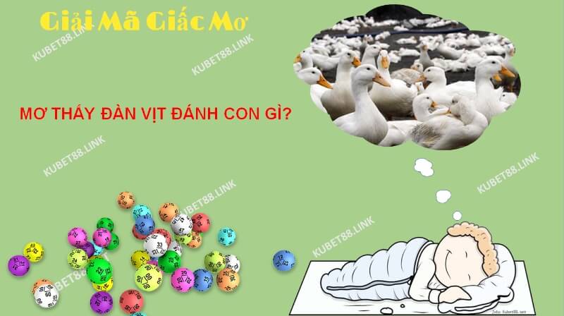 Giấc mơ thấy đàn vịt thường mang một điềm báo, đó có thể là tốt hoặc xấu